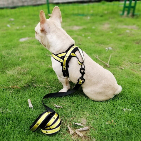 Training Adjustable Harness And Leash For French Bulldog