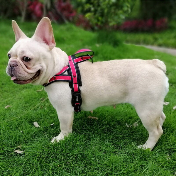 Training Adjustable Harness And Leash For French Bulldog