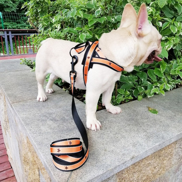 Training Adjustable Harness And Leash For French Bulldog