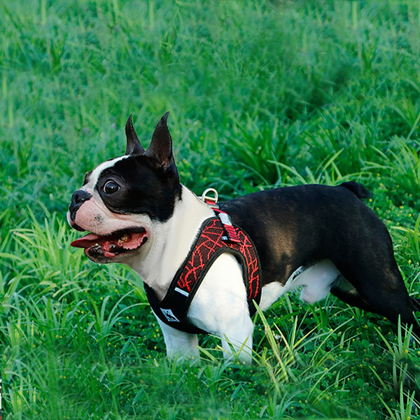 Reflective Harnes for French Bulldogs