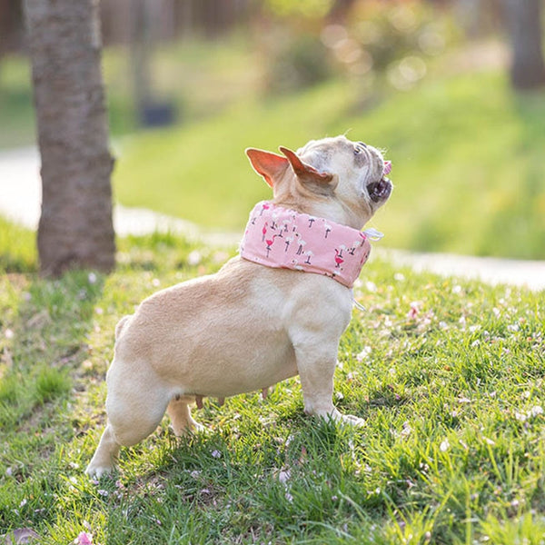 Cooling Collar for French Bulldogs