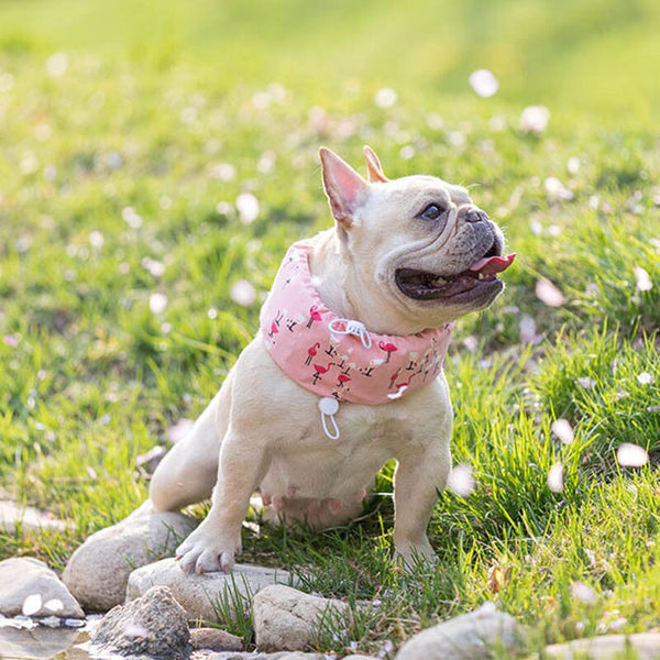 Cooling Collar for French Bulldogs