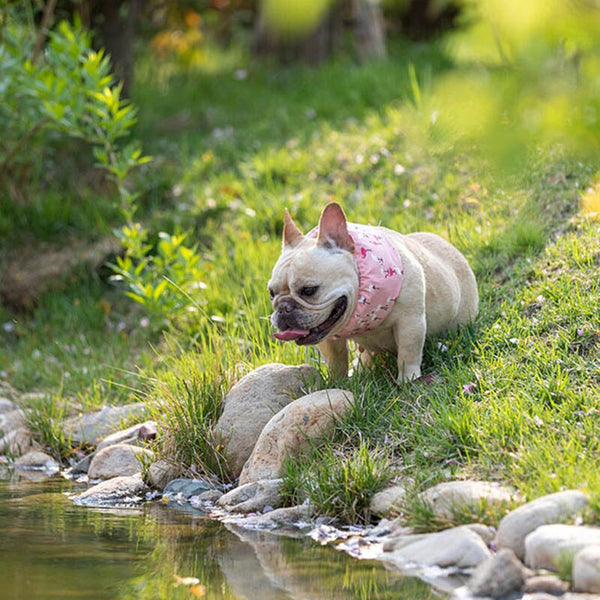 Cooling Collar for French Bulldogs