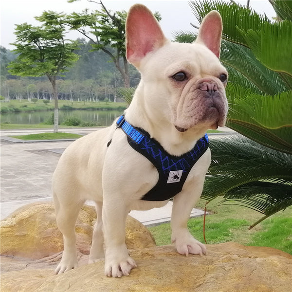 Sport X3 Breathable Harnesses  for  French Bulldog